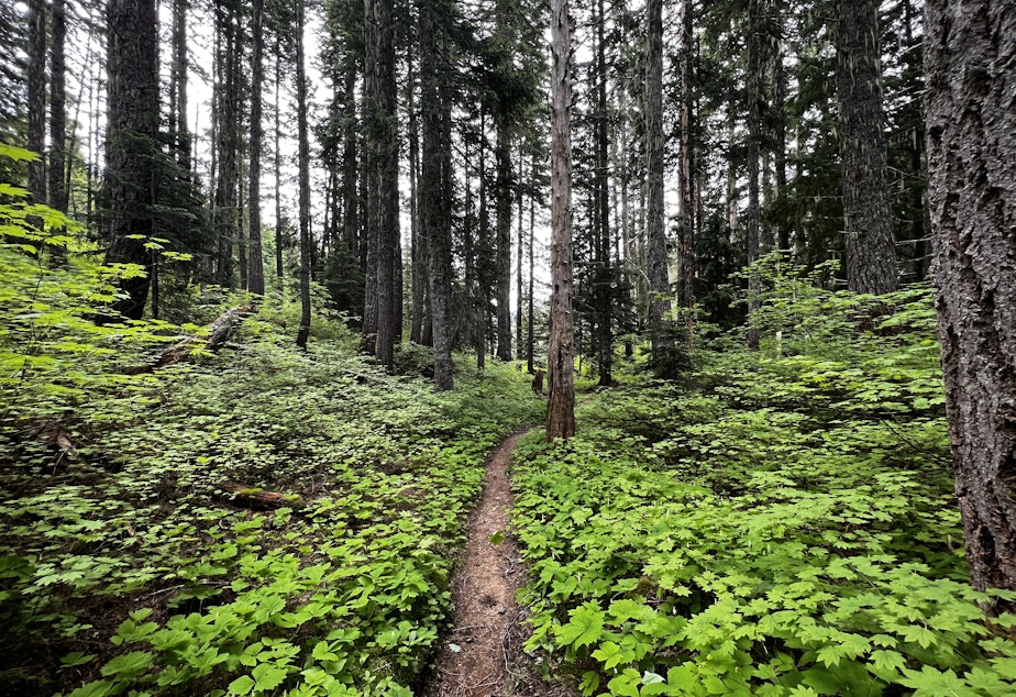 caption: Mineral Creek trail cuts through the Alpine Lakes Wilderness on route to the Pacific Crest Trail. It hasn't been usable for more than five years, making it a priority for maintenance. 