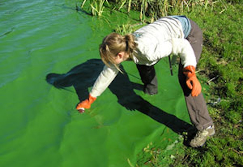 caption: Marisa Burghdoff of Snohomish County tests an algae bloom at Lake Ketchum in the county's northwestern corner.