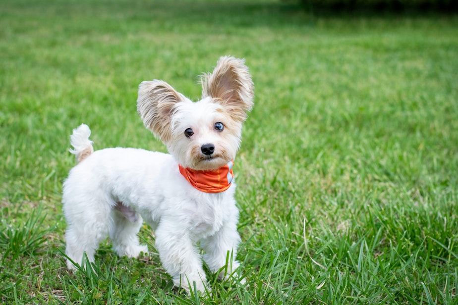generic small dog