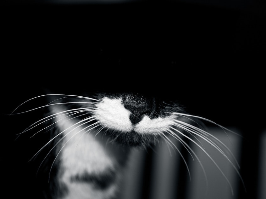 caption: A photo of an unknown cat.
