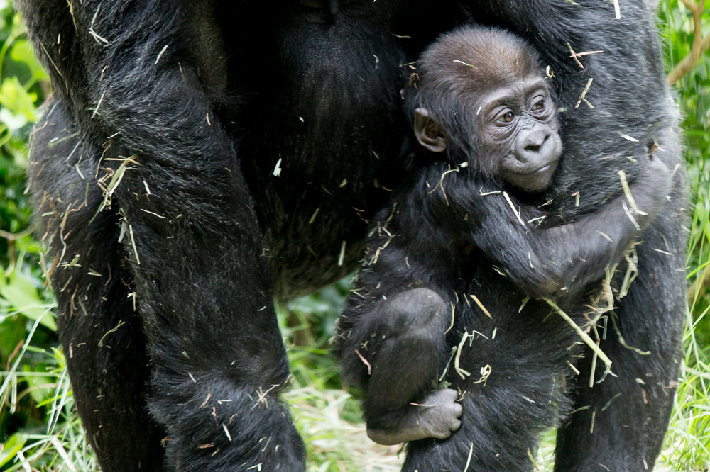 caption: Baby gorilla Yola and mother Nadiri at the Woodland Park Zoo.