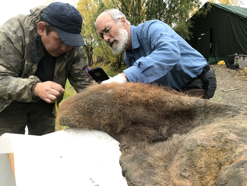 caption: Valerii Plotnikov (left) from the Academy of Sciences of the Republic of Sakha, Yakutsk, Russia, and Daniel Fisher of the University of Michigan examine a woolly mammoth unearthed during a 2018 expedition. 