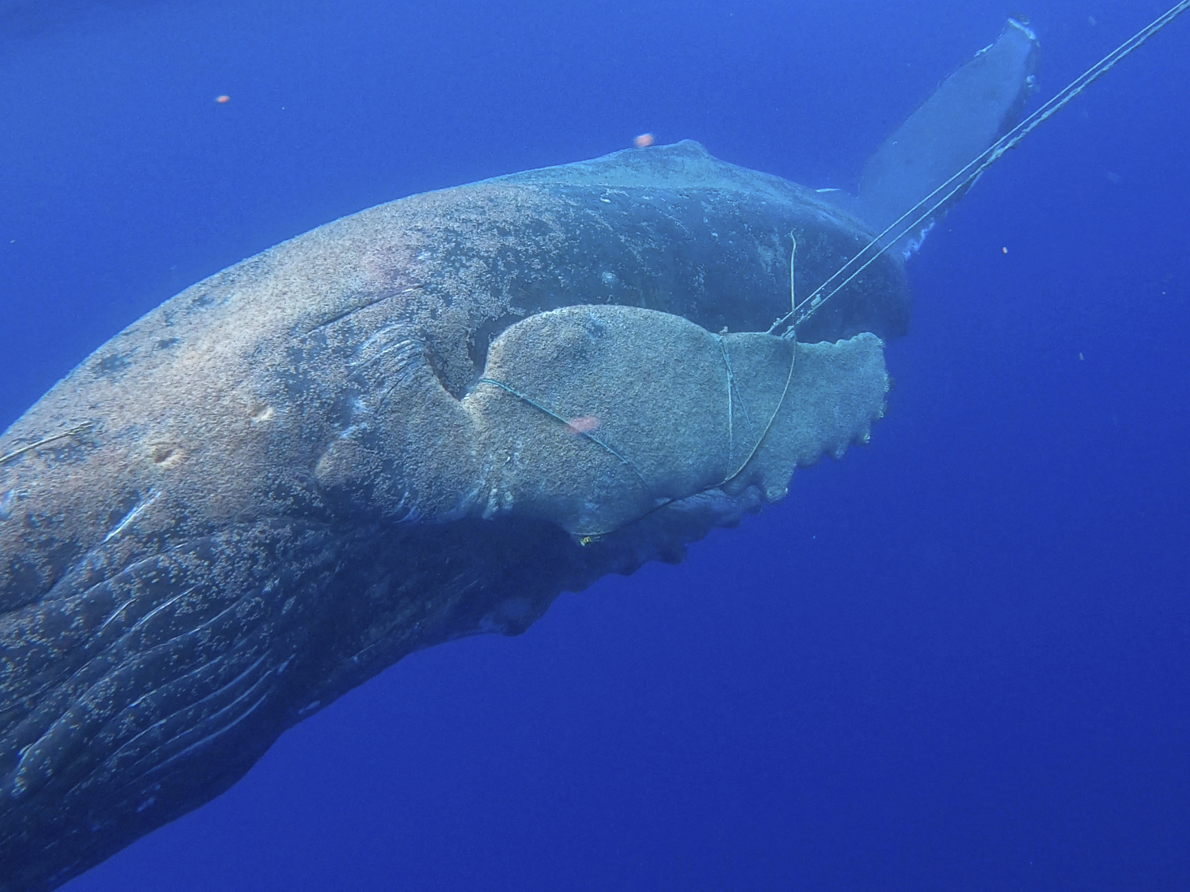 caption: In this photo released by NOAA's Marine Mammal Health and Stranding Response Program is an entangled subadult humpback whale off the Hawaiian island of Maui, on Tuesday. A young humpback whale has been freed of about 100 feet of line entangled in its mouth and flipper.
