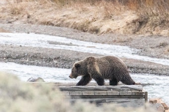 caption: A woman was found dead on the Buttermilk Trail about eight miles outside of West Yellowstone, Mont., on Saturday. Investigators found grizzly bear tracks at the scene of what they believe was a bear encounter.
