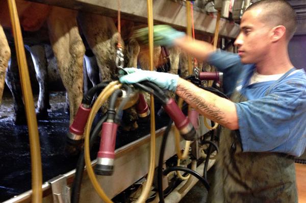 caption: Miguel Galvez, 21, attaches “claws” or automatic milkers to cow udders at a dairy in Sunnyside, Wash. Many Northwest workers like Galvez are being asked to milk more cows per hour for the same pay, despite higher prices for milk.