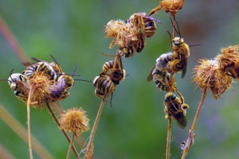 caption: <p>Sleeping long-horned bees greet students at the first Oregon Bee School at OSU.</p>