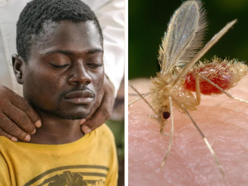 caption: Left to right: Alexis Mukwedi tested positive for sleeping sickness in the Democratic Republic of the Congo. A sandfly, whose bite can spread the parasite causing visceral leishmaniasis, lands on the photographer for a blood meal. A woman in Vietnam receives an eye exam to see if she has trachoma, which can cause blindness. Last year several countries eliminated the threat from this disease.