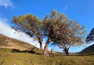 caption: Some old, gnarled pine trees that are several hundred years old, and remnants of a much larger forest that once covered Scotland. 