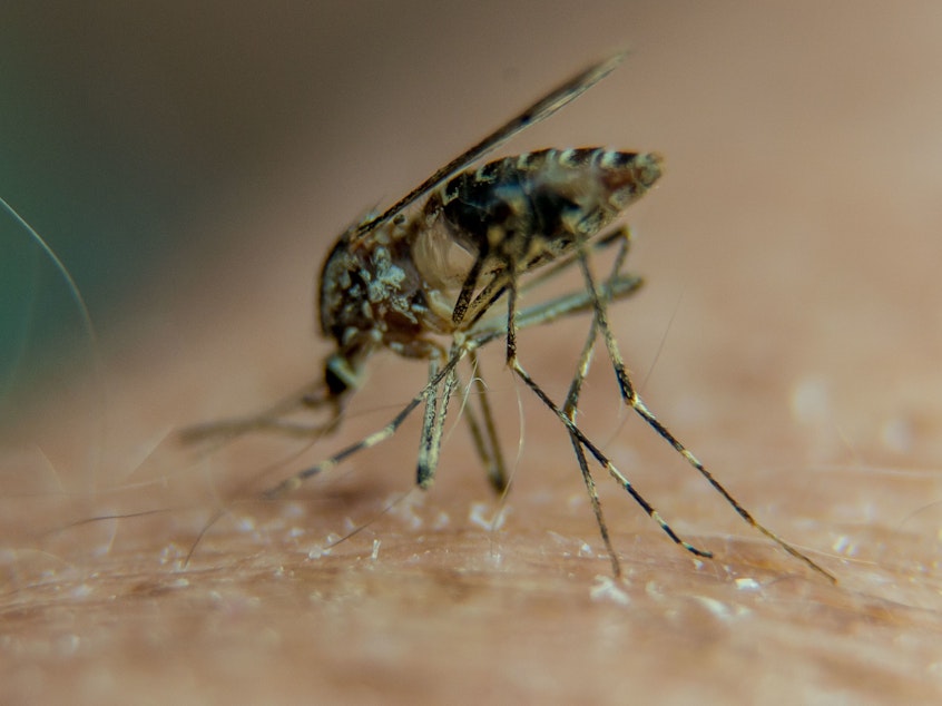 caption: A new study pinpoints which part of a mosquito's body is repulsed by the taste of DEET.