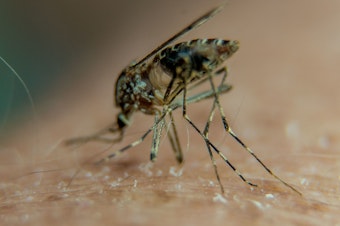 caption: A new study pinpoints which part of a mosquito's body is repulsed by the taste of DEET.