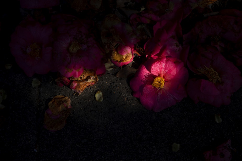 caption: The sun shines on a camellia blossom on Monday, March 18, 2024, in Seattle. 