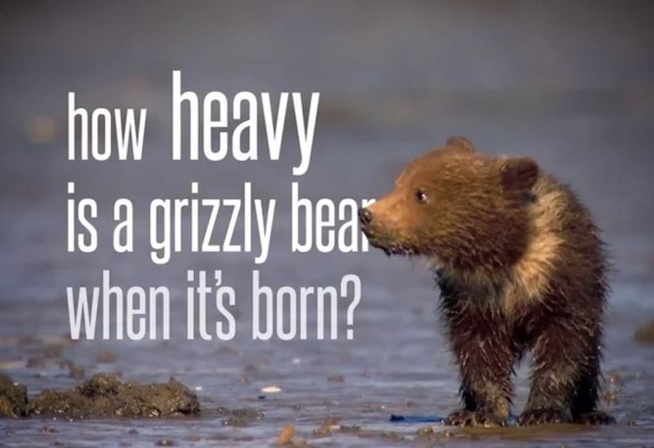 caption: A still from filmmaker Chris Morgan's short movie about grizzly bears.