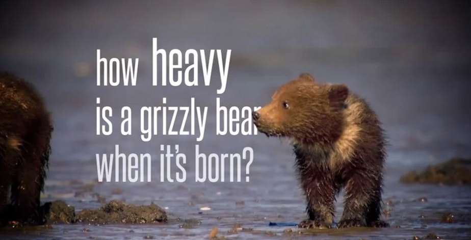 caption: A still from filmmaker Chris Morgan's short movie about grizzly bears.