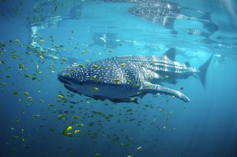 caption: Ninety-seven percent of migratory fish species are facing extinction. Whale sharks, the world's largest living fish, are among the endangered.