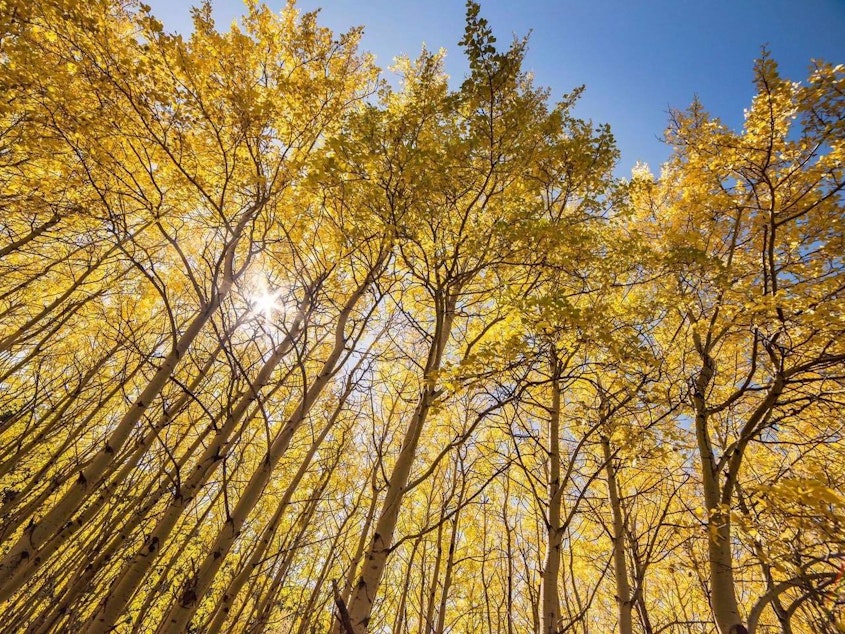 caption: Aspen trees blaze in golden colors during fall at Montana's Glacier National Park. A national map can help help leaf-peepers find the optimal time to see fall foliage in their area.