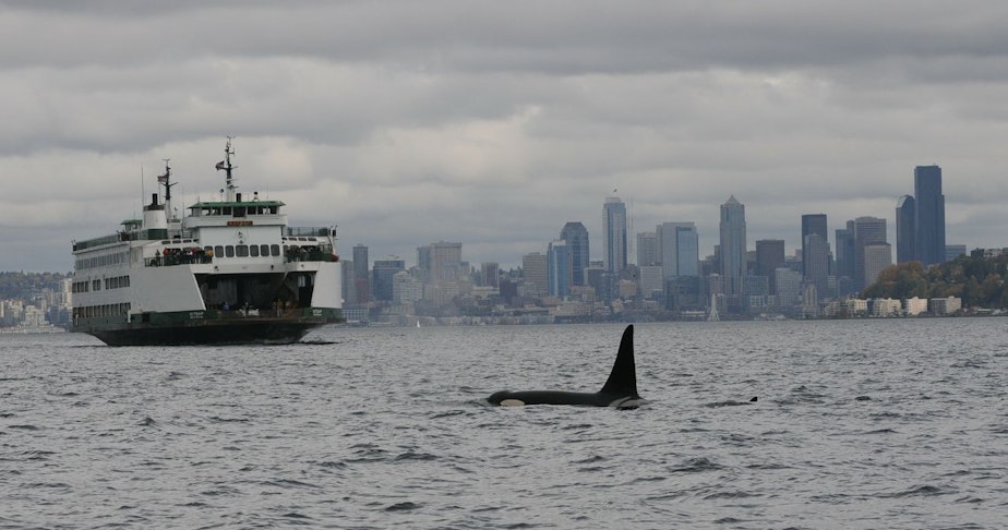 caption: Washington State Ferries personnel are the top contributors of whale sightings in Washington waters to the Whale Report Alert System.