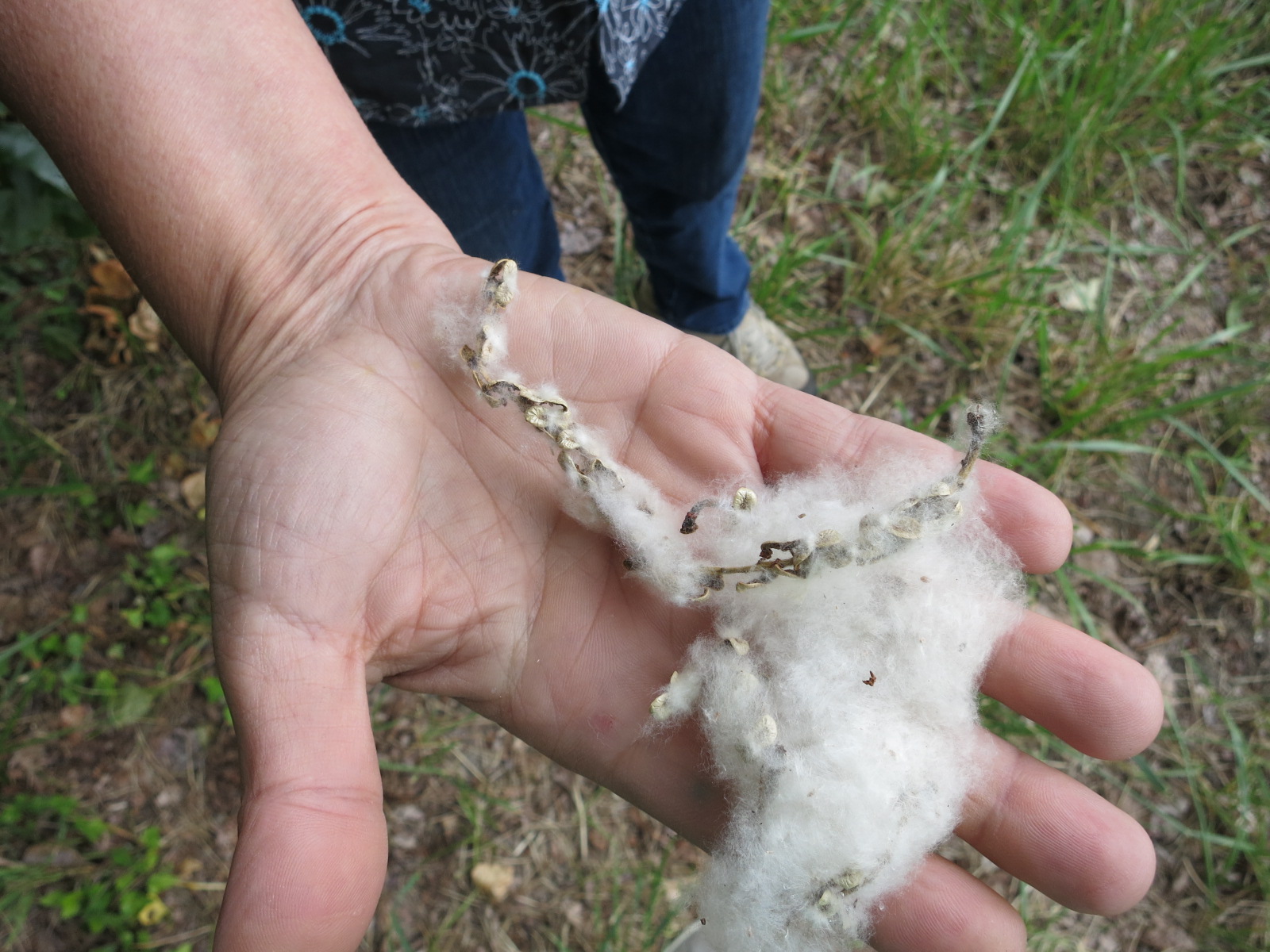 What the fluff? It's poplar cotton, and there's a lot this year