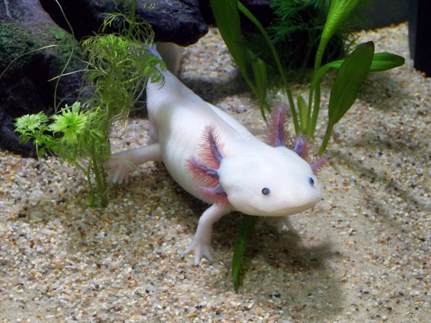 Axolotl 2193331 1920