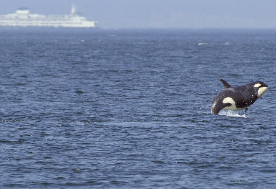 caption: Springer, the one-ton baby orca displaced from her pod, chased Washington ferries until she was caught and reconnected with her family.