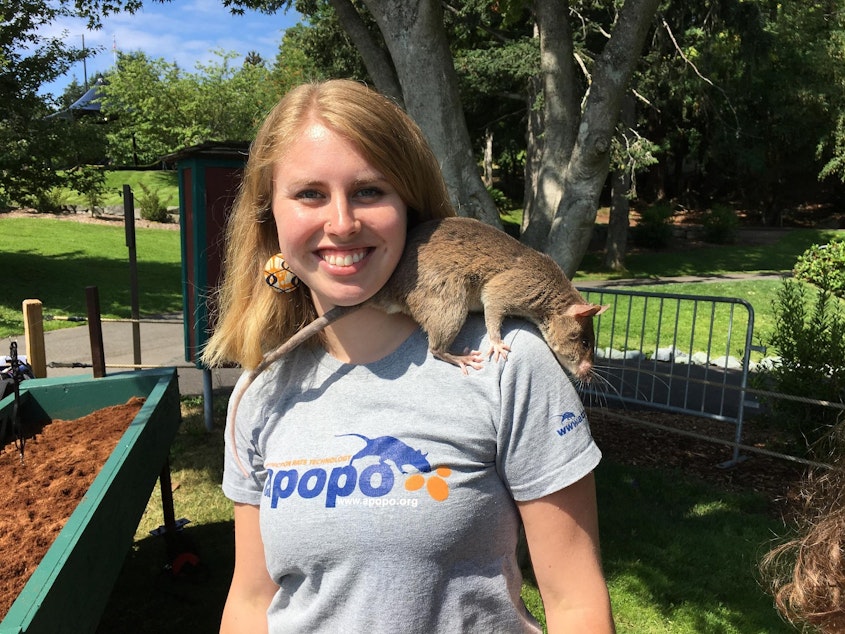 caption: Kate Sears-Webb with one of the three 'hero rats' imported from Africa for display at the Point Defiance Zoo.