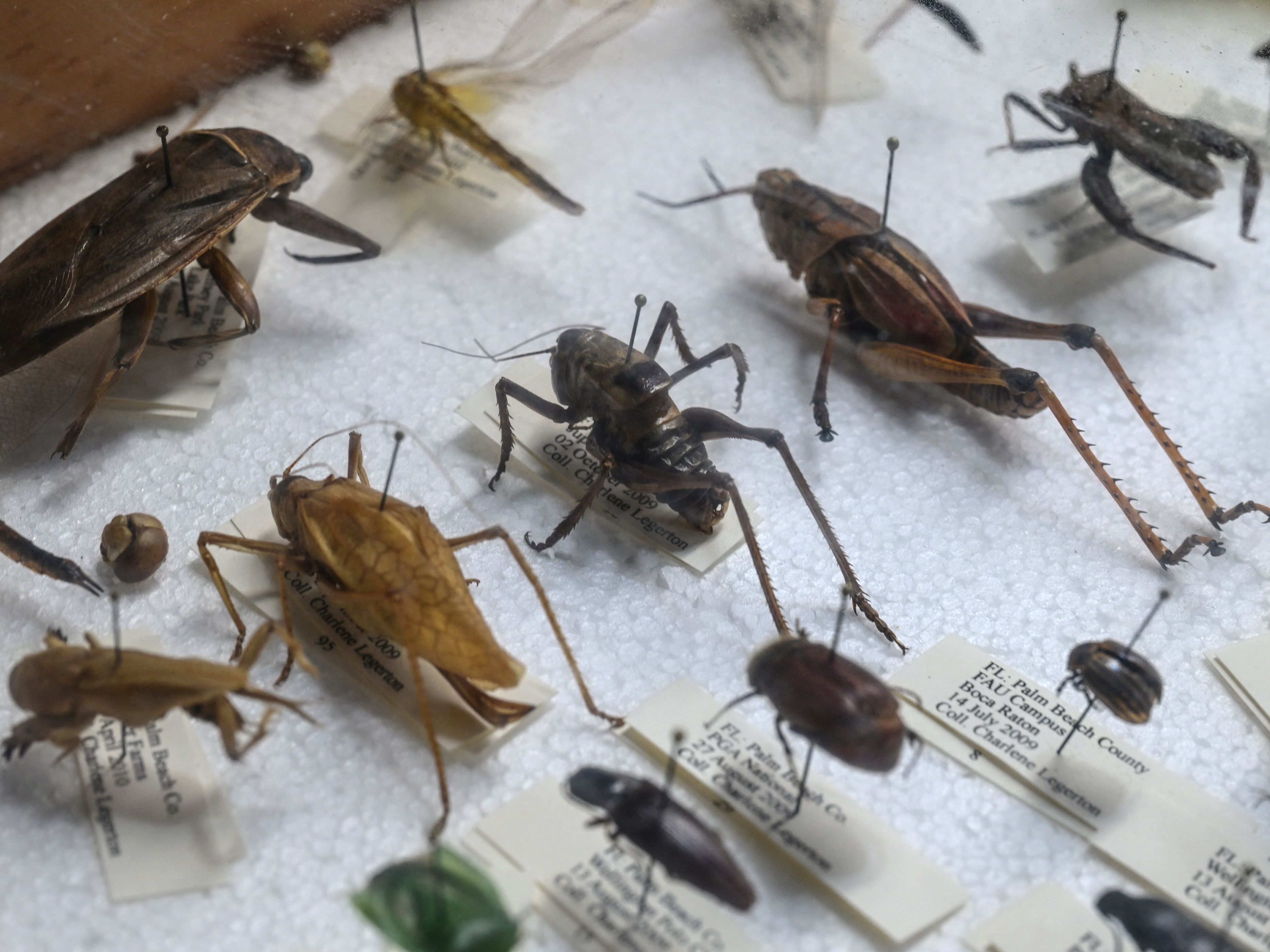 caption: Samples of insects that agricultural specialists look for when inspecting flowers for harmful pests are seen at Miami International Airport in Miami, Florida, on February 7, 2024.