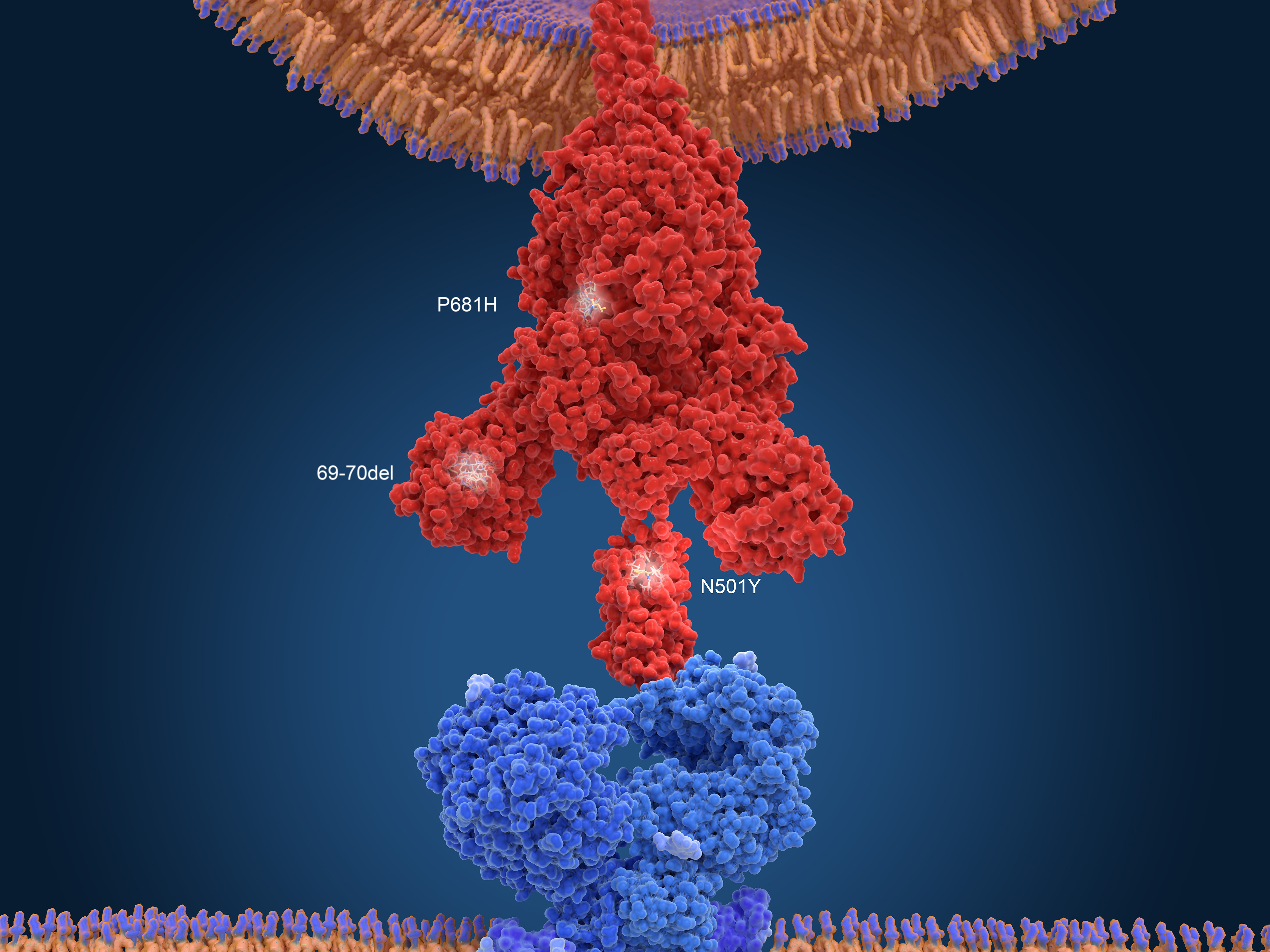caption: An illustration of the variant found in the United Kingdom. To infect a cell, the virus's spike protein (red) has to bind to a receptor on the cell's surface (blue). Mutations help the virus bind more tightly.