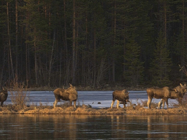 caption: This undated photo, issued by SVT, shows Moose in Junsele, Sweden, during preparations for the livestream 'The Great Moose Migration' to document the annual Moose migration near Kullberg in northern Sweden. (SVT via AP)