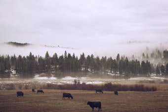 caption: Cattle in Oregon.