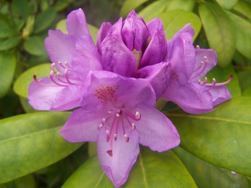 caption: The Rhododendron Species Botanical Garden in Federal Way has more than 700 species of rhododendron, and often adds even more varieties from around the world. 