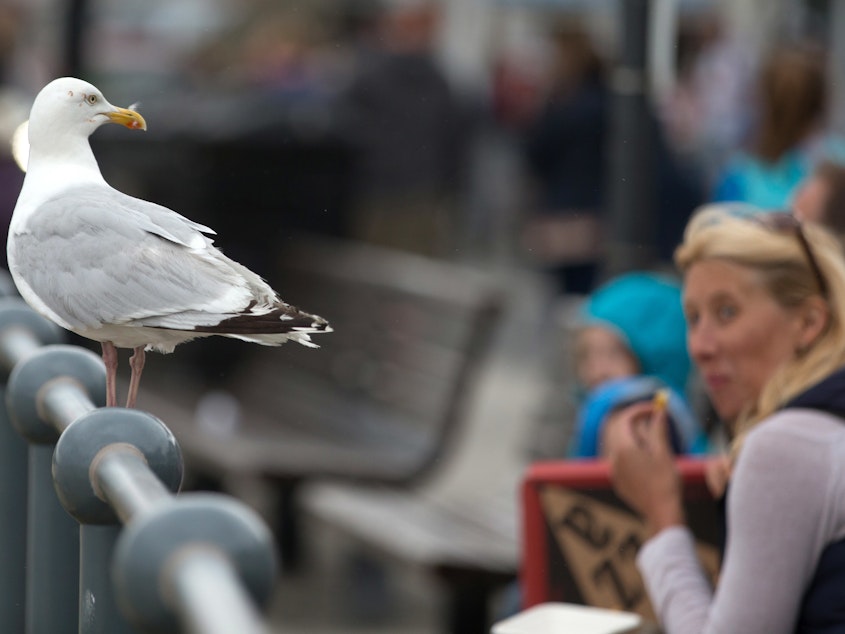 caption: A seagull watches as people eat at a seafront in England.