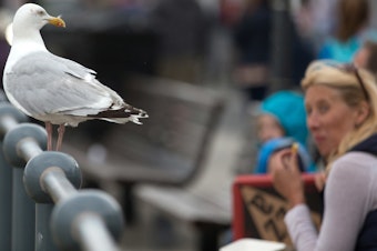 caption: A seagull watches as people eat at a seafront in England.