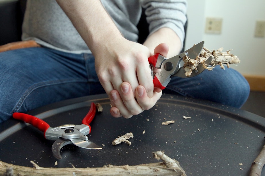 caption: Ryan Amberg demonstrates the difference between real and fake Felco shears in November, 2019.