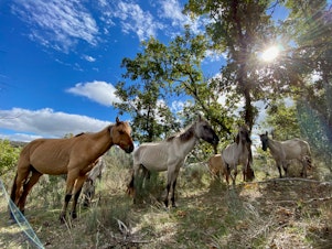 caption: Sorraia horses with GPS collars are being used to help rebuild the landscape in the Coa River Valley of Portugal. 