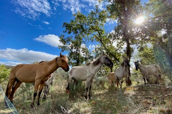 caption: Sorraia horses with GPS collars are being used to help rebuild the landscape in the Coa River Valley of Portugal. 
