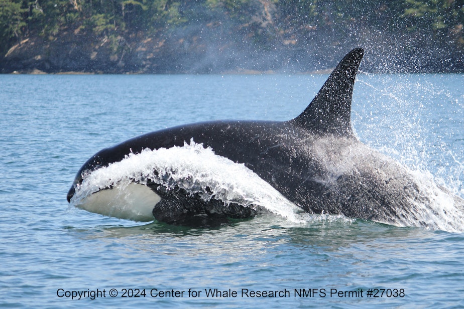 caption: The male orca known as K34, one of three southern resident killer whales that died between July 2023 and July 2024, "porpoises" out of the water in this undated photo.