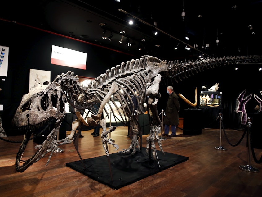 caption: A skeleton of an <em>Allosaurus</em> on display at Drouot auction house in Paris in October. A new theory says the dinosaurs were killed by a comet fragment that originally came from the edge of the solar system.