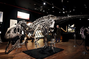 caption: A skeleton of an <em>Allosaurus</em> on display at Drouot auction house in Paris in October. A new theory says the dinosaurs were killed by a comet fragment that originally came from the edge of the solar system.