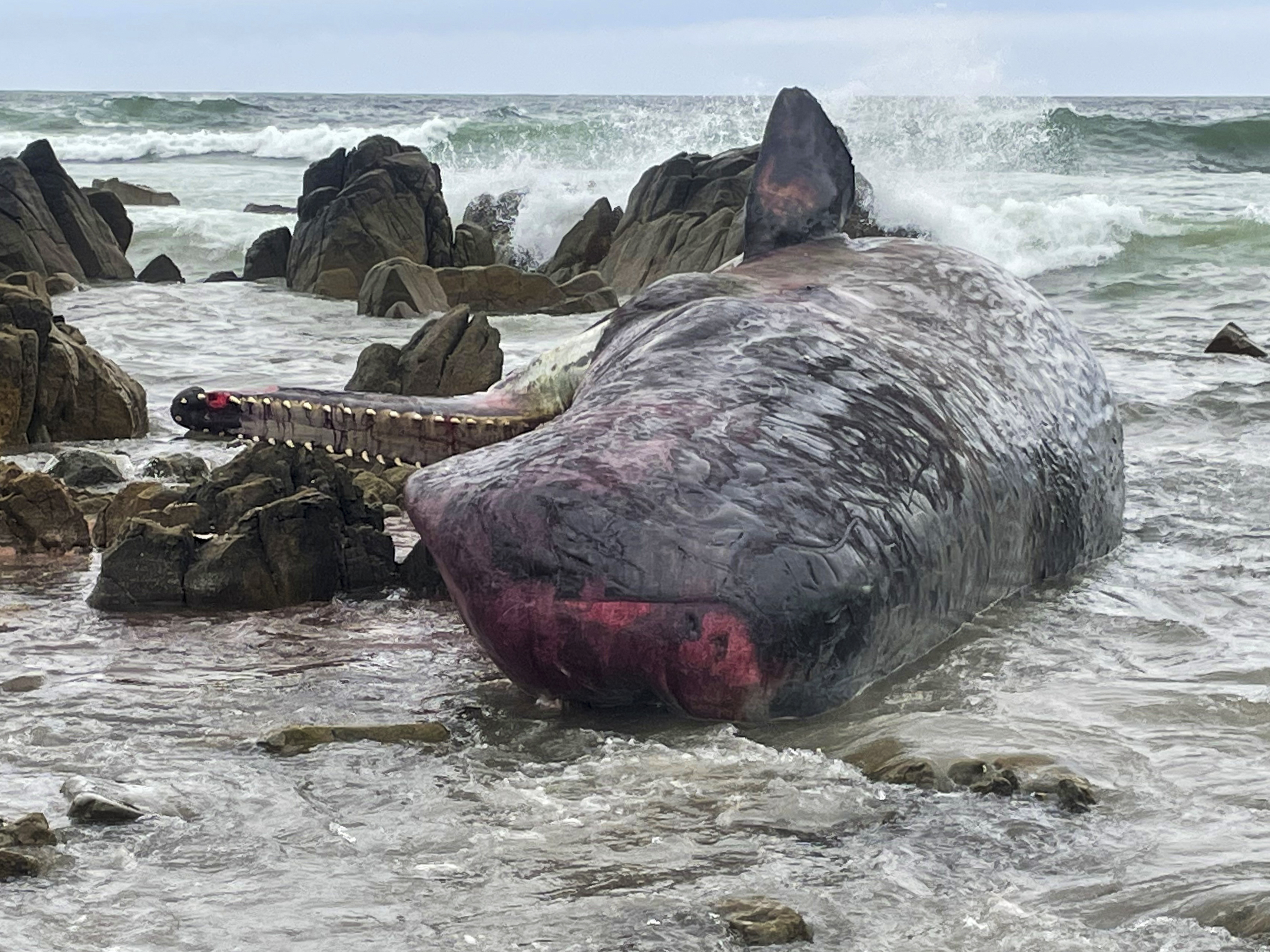 caption: One of 14 dead sperm whales lies washed up on a beach at King Island, north of Tasmania, Australia, on Tuesday.