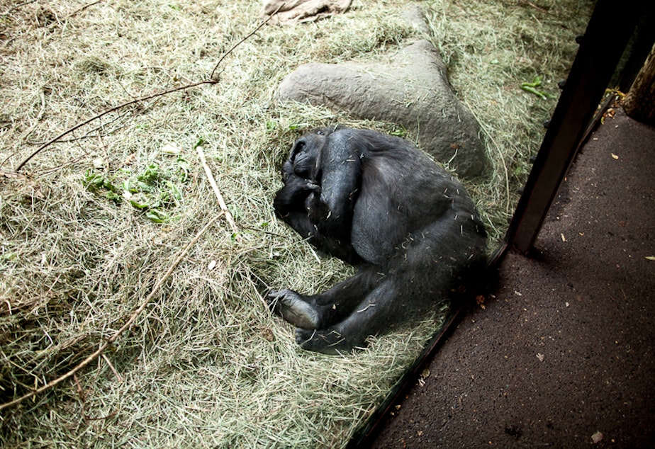 caption: Nadiri, a 19-year-old gorilla at the Woodland Park Zoo in Seattle, is pregnant. Her due date is Thursday, Nov. 19.
