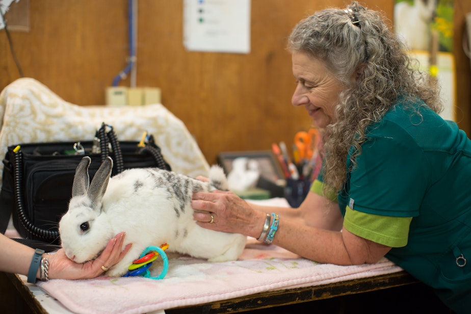 caption: Emma the bunny receives massage from Harmony Frazier, a vet tech at Woodland Park Zoo. Emma is part of the petting zoo. 