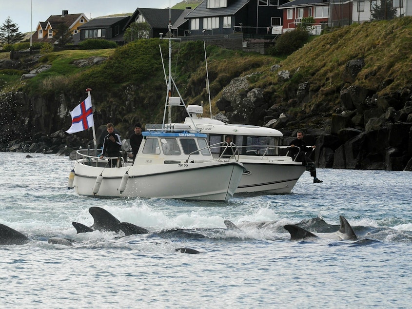 caption: A group of fisherman drive pilot whales towards the shore during a hunt in the Faroe Islands in May 2019.