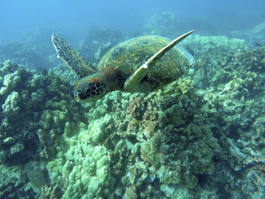 caption: A green sea turtle swims near coral in a bay on the west coast of the Big Island near Captain Cook, Hawaii, on Sept. 11, 2019.