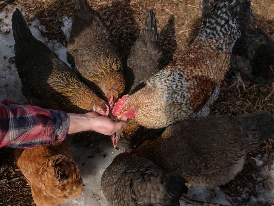 caption: The total human cases from bird flu is still low but if the virus mutates in certain ways, scientists fear pandemic. They're studying how immunity from seasonal flu might protect us.