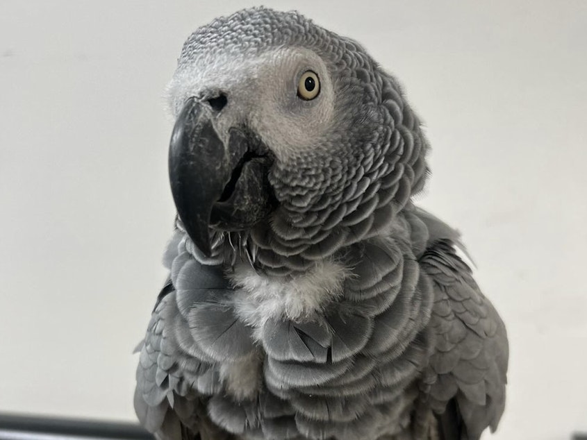 caption: Foul-mouthed parrots at an animal park in England have become an attraction in their own right — but staff still do their best to shield young visitors from the birds' profanities.