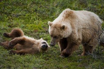 caption:  A grizzly bear and a cub.