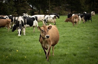 caption:  Barley, a Jersey cow, and some of her herdmates on pasture last spring at Steensma Dairy & Creamery.