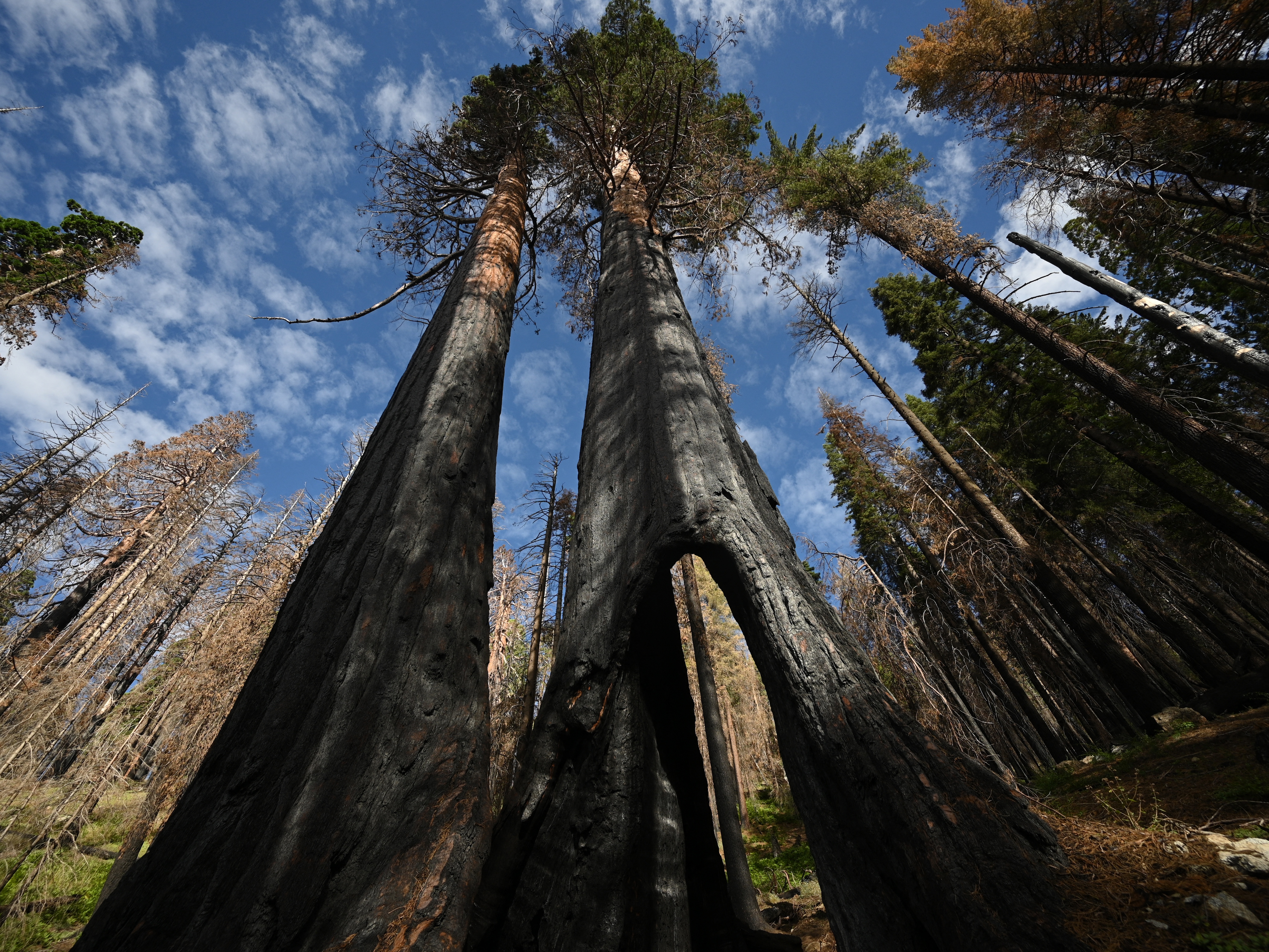 caption: Giant Sequoia trees with basal burns from wildfires are seen in the Giant Sequoia tree and mixed conifer forest of the Redwood Mountain Grove in Kings Canyon National Park on the western slope of California's Sierra Nevada mountains, on Aug. 24, 2023.