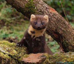 caption: Pine marten poking its head out from behind a tree in Slieve Blooms, Co. Laois, Ireland.