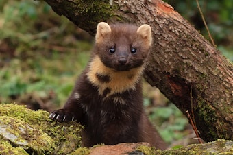 caption: Pine marten poking its head out from behind a tree in Slieve Blooms, Co. Laois, Ireland.