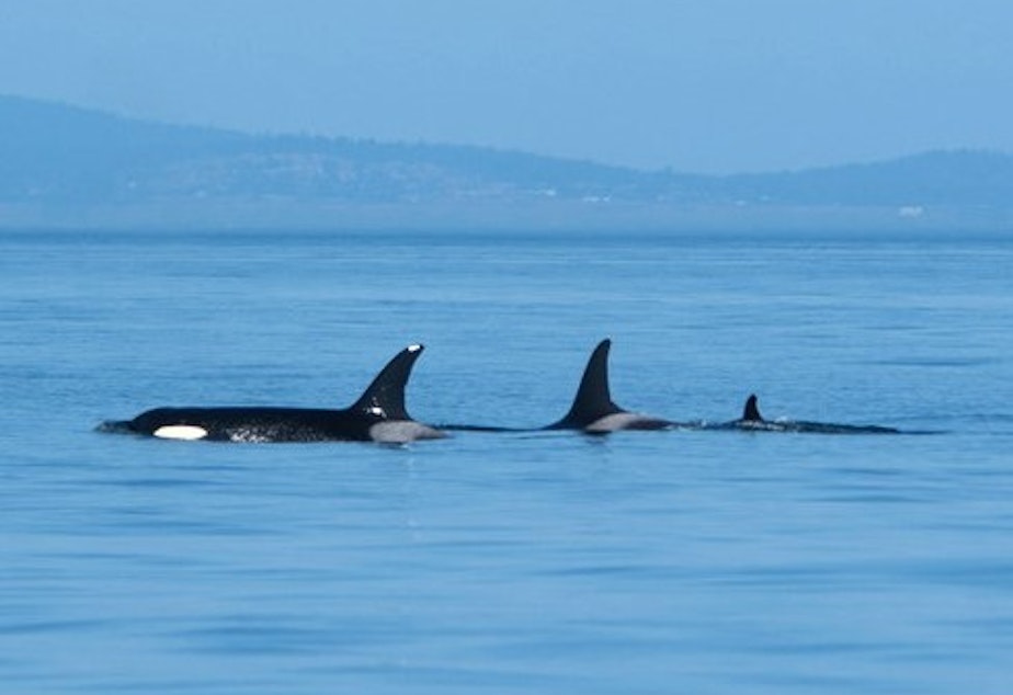 caption: Mother orca J35, center, surfaces with her 10-year-old son J47 and her newborn J57 off San Juan Island on Saturday, Sept. 5.